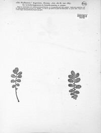 Phyllosticta argentinae image